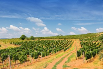 Fototapeta na wymiar European wine region - Tokaj in Hungary