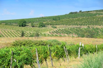 Fototapeta na wymiar Europe wine region - Tokaj vineyard in Hungary