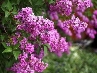 French Lilac in bloom