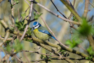 Bluetit wild bird perched on branch in spring