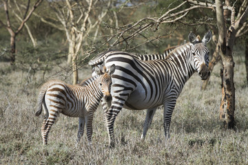 zebra con piccolo