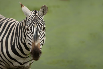 muso zebra