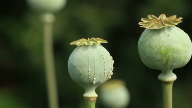Papaver (poppy) seed pods close up on the dark  green  blurred background. Lockdown.  The white opium latex drops from scratches on the unripe boll.