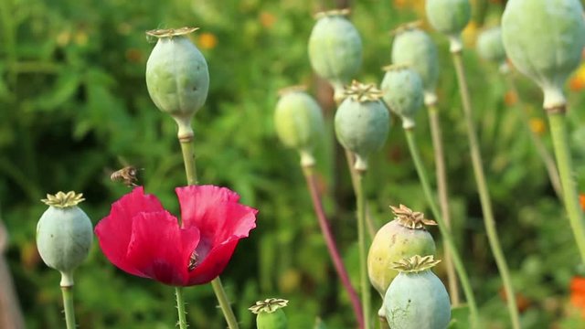 The bee is flying around red poppy ( papaver ) flower on the unripe opium poppy heads background. Focus on flower. One of heads is ripe.