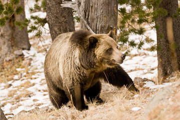 Grizzly Bear in the Wild