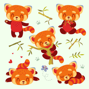 vector cartoon red panda set