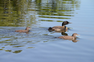 loons with two babies