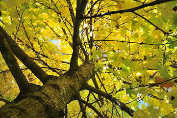 Fototapeta na wymiar Gelbes Laub am Baum im Herbst