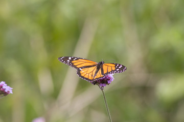Monarch butterfly