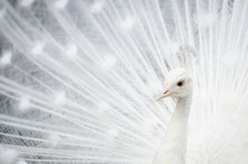 White peacock with tail spread. © Analisisgadgets