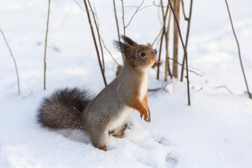Naklejka na ściany i meble curious squirrel standing on the snow