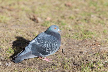 Portrait of a dove