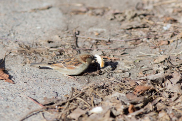 The sparrow eats bread