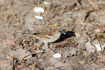 Portrait of a hungry sparrow