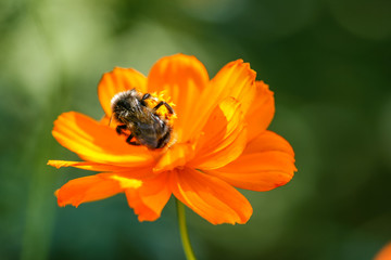 Orange, yellow field flower with a bee