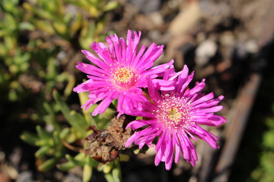 "Ice Plant" flower in St. Gallen, Switzerland. Its Latin name is Lampranthus Conspicuus, native to South Africa.
