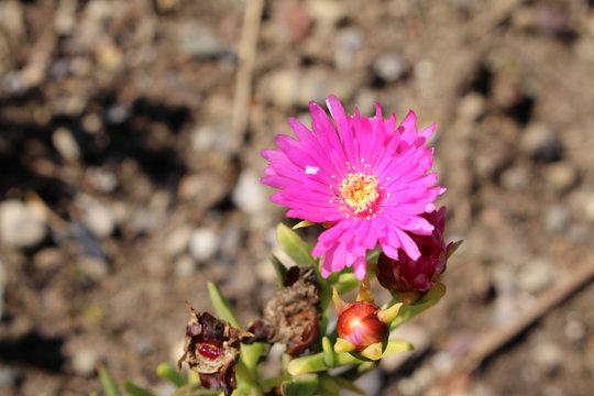 "Ice Plant" flower in St. Gallen, Switzerland. Its Latin name is Lampranthus Conspicuus, native to South Africa.