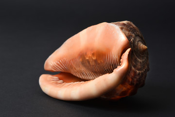 Large seashell
