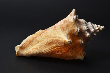 Large seashell