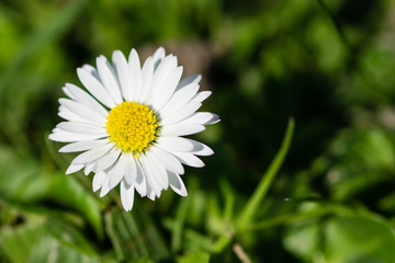 Single daisy growing on grassy field in spring