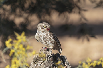 Little owl 007