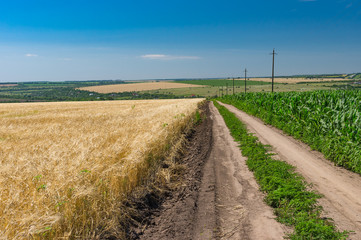 Fototapeta na wymiar Earth road among maize and wheat agricultural fields in Ukraine