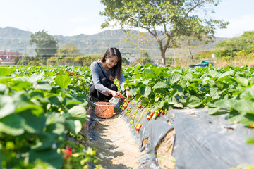 Asian Woman pick up strawberry in field