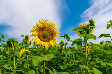 Sunflower field close-up at flowering time in Ukraine