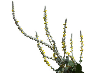 Fototapeta premium Common Mullein Flower