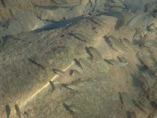 Fisch und junge Fische im seichten Wasser