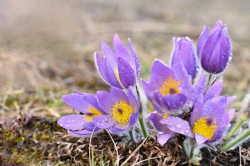 Spring flowers. Beautifully blossoming pasque flower and sun with a natural colored background. (Pulsatilla grandis)