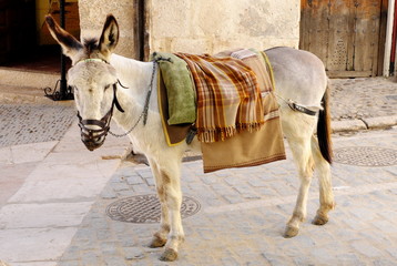 Burro español