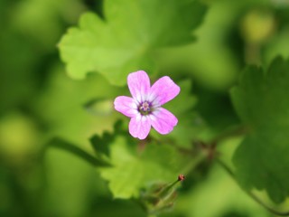 Little pink flower with green background