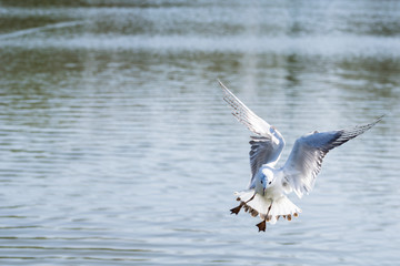 Seagull coming into land on water with webbed feet outstretched