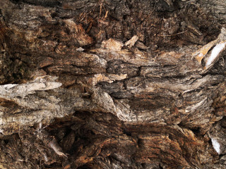  bark, nature, textured, rough, pattern, old, brown, wood, background, tree, texture, dry, forest, timber, pine, natural, abstract, plant, protection, macro, peel, material, detail, trunk, closeup, re