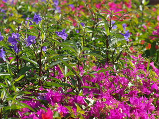 Blumenblüten
