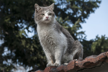 Stray cat on old grunge house wall in sunny day