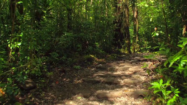  Manoa Falls Nature Trail Hawaii
