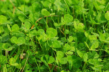 Leaf clover background
