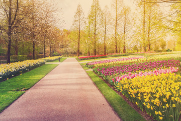 Fototapeta na wymiar Spring flowers flowerbed - yellow, pink and violet - in dutch formal garden, Keukenhof, Netherlands, retro toned