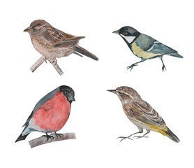 Set of watercolor birds. Hand drawn illustration on white background 