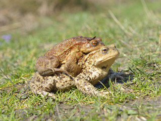 European common toad (Bufo bufo)