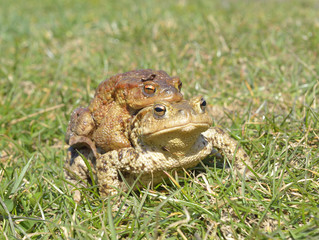 European common toad (Bufo bufo)