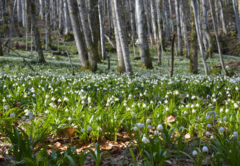 early spring snowflake flowers in march, leucojum vernum