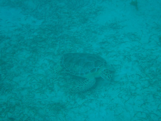 Fototapeta na wymiar Tortuga leatherback sea turtle