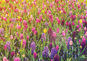 Colourful Tulips and Hyacinth Flowerbed background in an Spring Formal Garden, toned