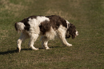 English Springer Spaniel