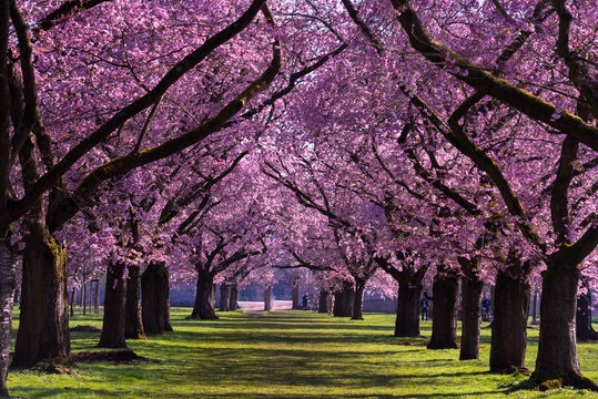 Kirschbl&uuml;te in Schwetzingen