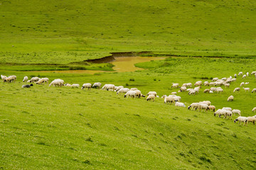 Fototapeta na wymiar Rural Summer Landscape with Sheeps in Persembe Highlands -Ordu - Turkey