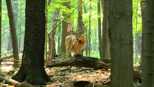 Whitetail Deer Buck In Velvet